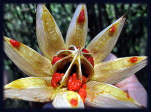 starburst flower