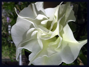 white flower unfolding