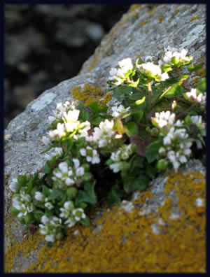 white flowers on moss
